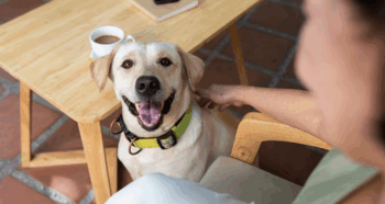 Dog minder - dog sleepovers