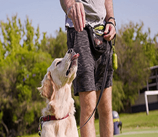 Dog obedience training by professionals