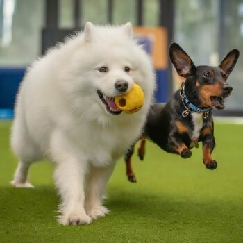 Dog Daycare Melbourne - Playtime and Dog Socialising