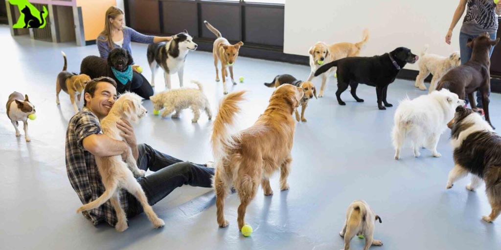 Dog Daycare