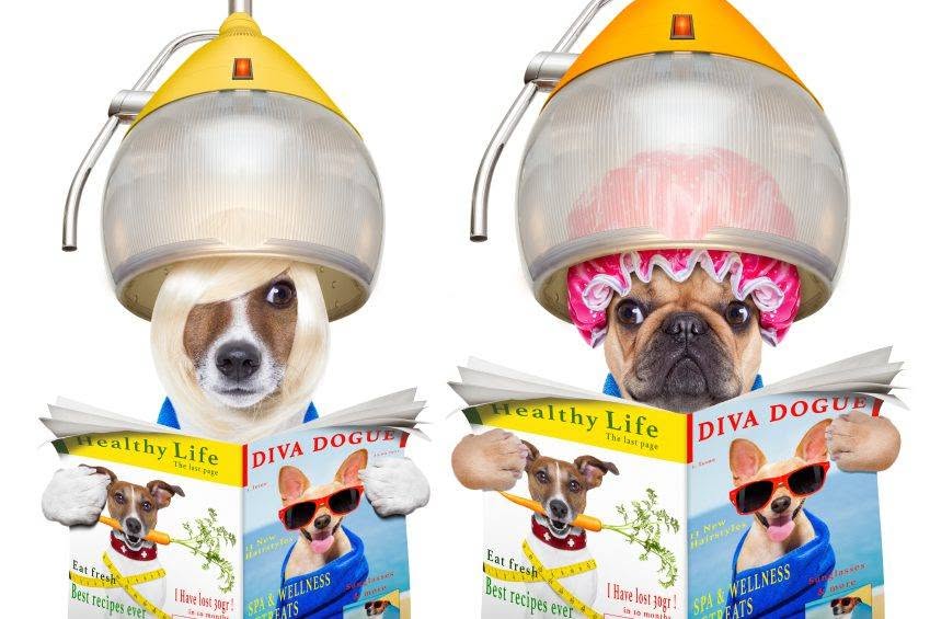 Dog Groomers Melbourne New7