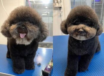 Dog Grooming Before After Melbourne