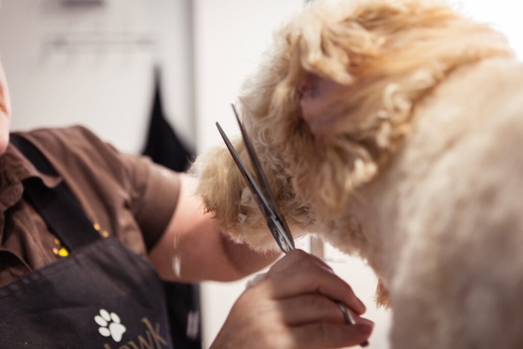 Dog Grooming Melbourne New5