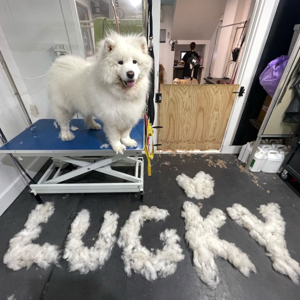 Dog Grooming Melbourne New6