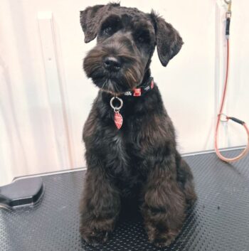 Dog Grooming Melbourne Woofers World New16