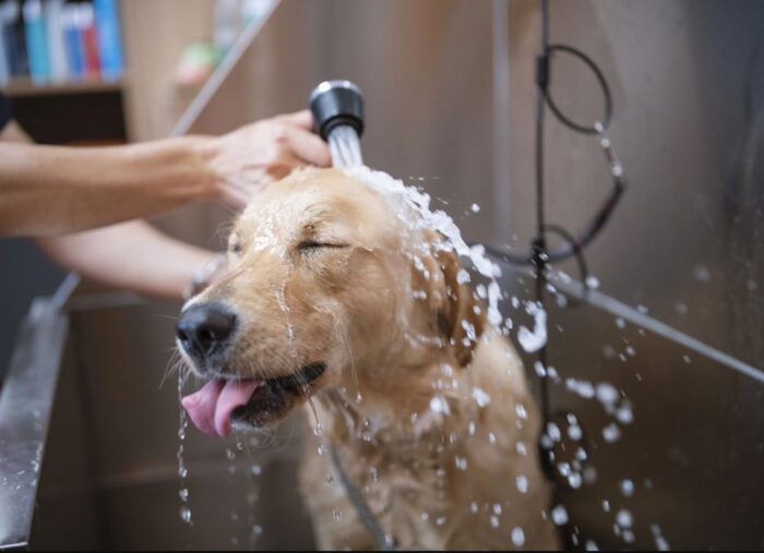 Dog Grooming Melbourne Woofers World