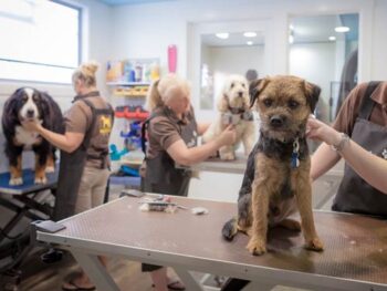 Dog Grooming Salon Melbourne Woofers
