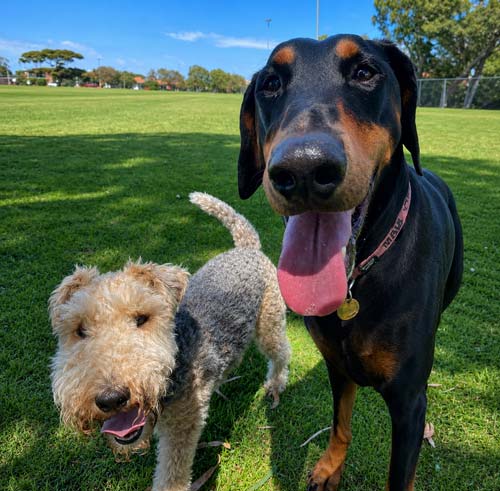 Dog Walking Melbourne Woofers World