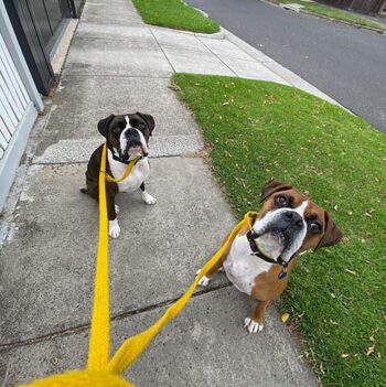 Dog Walking Melbourne Woofers World