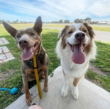 Dog Walking Melbourne Woofers World New7