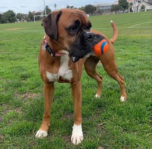 Dog Walking Melbourne Woofers World New81