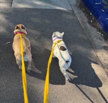 Dog Walking Melbourne Woofers World New9