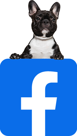 Dog with FB icon