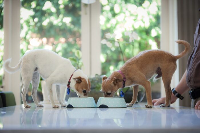 Dogs Feeding