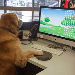 Dog Playing Computer