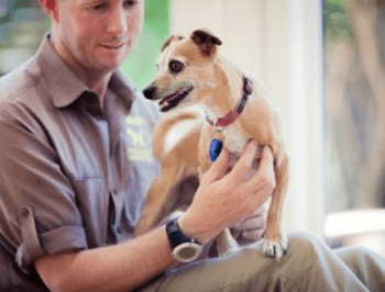 Dog checkup