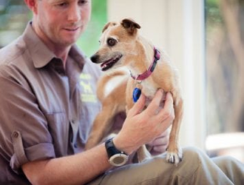 Dog checkup