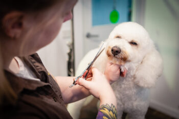 dog grooming melbourne