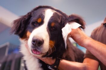 Dog ear cleaning