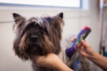 Dog hair trimming