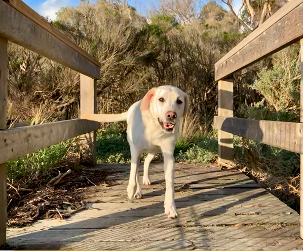 Dog crossing a wooden bridge