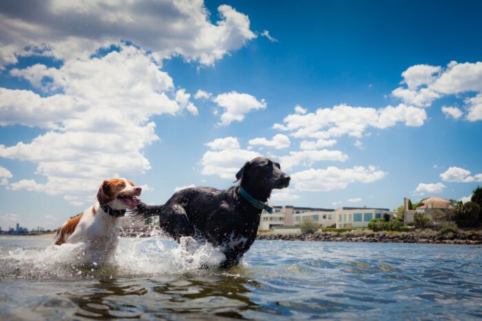 Dogs Running in Water