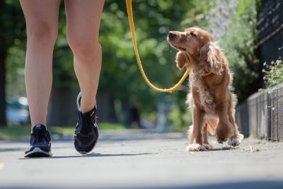 Walking with dogs