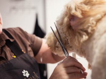 Professional Dog Groomer Melbourne