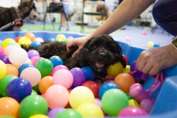 Puppy playing with toys