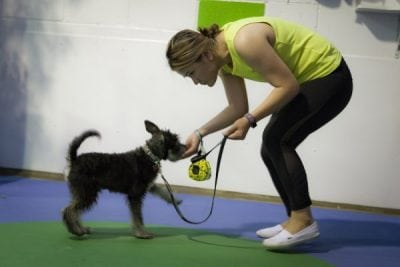 Dog training session