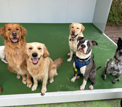 Woofers Dog Lounge Moorabbin New1