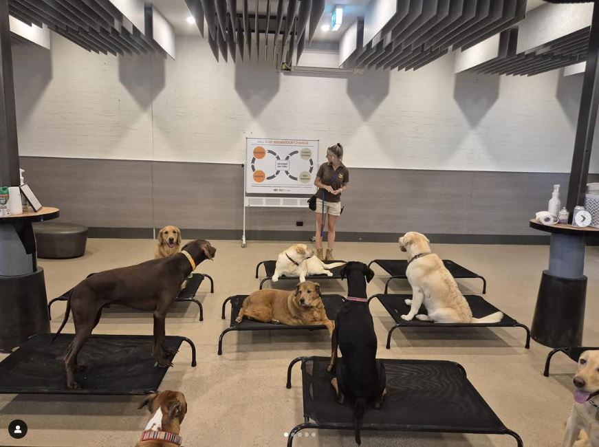 Woofers World Dog Lounge Dog Day Care Melbourne 2