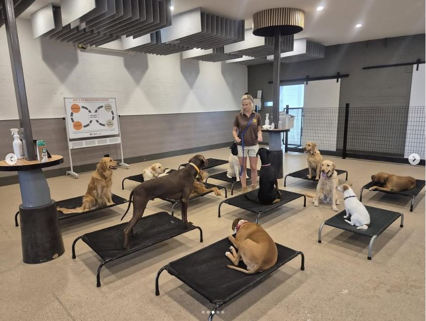 Woofers World Dog Lounge Dog Day Care Melbourne 4
